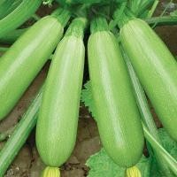 ราคา เมล็ดพันธุ์ ซูกินี่ สีเขียว เมล็ดซูกินี่ เมล็ดพันธุ์ซูกินี่ เมล็ดซูกินีเขียว Green Zucchini Seeds Zucchini Squash Seed (43676899019)