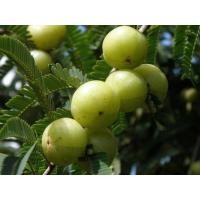 ราคา ต้นพันธุ์มะขามป้อมยักษ์ มะขามป้อมมีสรรพคุณช่วยลดระดับน้ำตาลในเลือด ถุงดำละ 59 บาท (24513166955)