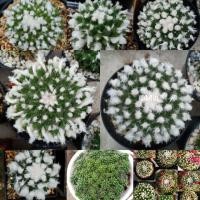 ราคา เมล็ดกระบองเพชร 80 เมล็ด อีรุซามุ (Mammillaria bucareliensis 'Erusamu') (9919162410)