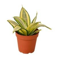 ราคา ลิ้นมังแคระ Sansevieria trifasciata Golden Hahnii​ ต้นไม้ฟอกอากาศ ไม้มงคล ปลูกในบ้าน ในห้องนอน​ (25327696076)