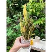 ราคา (เด็ดสด) กระบองเพชร คอนโดนางฟ้าด่าง ประสาทนางฟ้าด่าง (Acanthocereus tetragonus) แคคตัส ไม้อวบน้ำ (6588155657)