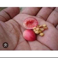 ราคา เมล็ดพันธุ์มะม่วงหาวมะนาวโห่ (จำนวน 50 เม็ด) (43112211128)