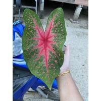 ราคา ต้นบอนสี ทับทิมสยาม ส่งเป็นกระถาง 4” #ทับทิมสยาม #บอนสี #ทับทิม (10156952915)