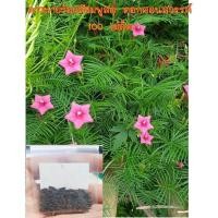 ราคา เมล็ดดอกดาวนายร้อยสีชมพูสด ดอกคอนสวรรค์ 100 เมล็ด มีบริการเก็บเงินปลายทาง (10636124312)