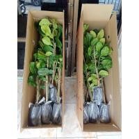 ราคา ต้นส้มโอทับทิมสยามได้5ต้น (29624812340)