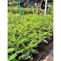 ราคา ว่านธรณีสาร ตำรายาไทย ใช้ได้ทุกส่วน *ใบแห้ง บดเป็นผงแทรกพิมเสนกวาดคอเด็ก เพื่อลดไข้และขับลม *ต้น ต้มน้ำกินแก้ปวดท้อง (41915028242)