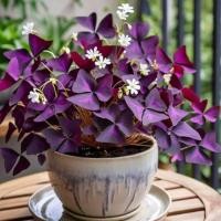 ราคา ต้นผีเสื้อราตรี Oxalis triangularis ไม้ใบสีม่วงสวย เลี้ยงง่าย (50355101038)