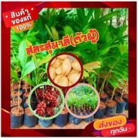 ราคา ไม้ผลที่นิยมปลูกต้นสละสุมาลี (ต้นตัวผู้) แบบเพาะเนื้อเยี่่อ ขนาดลำต้นสูง 60-80 ซ.ม. ต้นแข็งแรงพร้อมปลูก (1 ต้น/แพ็ค) (21121544237)