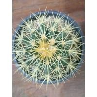ราคา ถังทอง Echinocactus grusonii(golden barrel cactus ) (22883591332)
