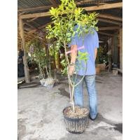 ราคา ต้นส้มโอทองดี ต้นขนาด1.5-1.7เมตร เข่ง (53156238912)