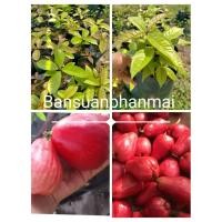 ราคา ต้นชมพู่มะเหมี่ยวออสเตรเลีย 30ซม. (28771414416)