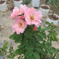 ราคา กุหลาบ clair matin แคร์มาแตง (16495557888)