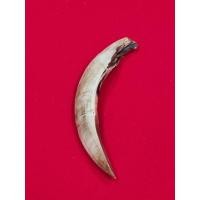 ราคา เขี้ยวหมูตันแท้ หายาก (46306227344)