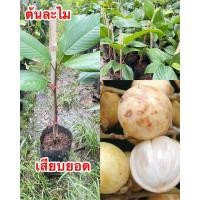 ราคา ต้นละไมหวาน#พันธุ์แท้#แบบเสียบยอดสูง40-60ซม. (21581236376)