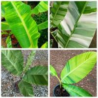 ราคา กล้วยน้ำว้าด่าง เล็บมือนาง ฟลอริด้าฯลฯ (23272877890)