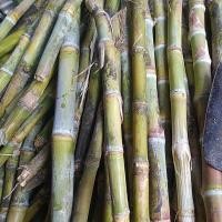 ราคา พันธุ์อ้อยคั้นน้ำ สุพรรณบุรี 50 (21574520853)