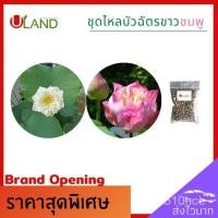 ราคา อินทรีย์็ด ใหม่็ด Uland ชุดไหลบัวฉัตรขาวชมพู อย่างละ 2 ไหล ฟรีปุ๋ยบัว ไหลบัว บัวฉัตรขาว หลดบัว บัวฉัตร บัวหลวง ด ผักบุ้ (23837367366)