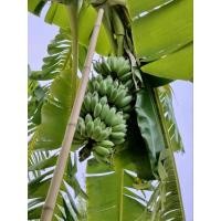 ราคา หน่อกล้วยน้ำว้าเตี้ยพันธุ์พระราชทาน (26512058214)