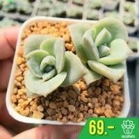 ราคา Echeveria Lovely Rose 2 หัว (5939407732)