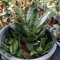 ราคา ลิ้นมังกรแคระ ลิ้นมังกรเขียวแคระ Hahnii ต้นไม้ฟอกอากาศ คลีบปลาวาฬ ต้นไม้มงคล ไม้ประดับ ฟอกอากาศ Snake Plant (13221303281)