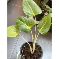 ราคา เสน่ห์จันทร์ขาว เสน่ห์จันทร์ ไม้มงคล (10467668278)