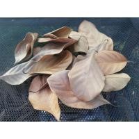 ราคา ใบขนุนแห้ง​ ออร์แกนิค​ ชุด50ใบ​ เลี้ยงไอโซพอต​Isopod​ (22220439908)