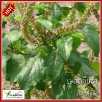 ราคา 20 เมล็ด ยี่หร่า เมล็ดยี่หร่า เมล็ดเทียนขาว เทียนขาว (29187806672)