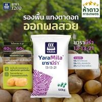 ราคา (ยกกระสอบ50กก.) ปุ๋ยยาร่ามีร่า 13-13-21 ปุ๋ยหวาน แทงตาดอก ออกผลสวย เร่งผลหวานฉ่ำ ช่วยเพิ่มน้ำหนักในช่วงบำรุงผลเล็ก (43278642219)