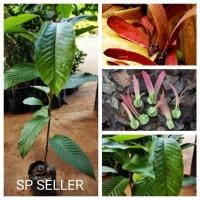 ราคา ต้นยางนา​ (เพาะ​เมล็ด)​ 1​ชุด​ 5​ต้น​ (11937784525)