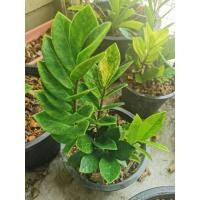 ราคา กวักมรกตด่าง (ขอดูรูปก่อนตัดสินใจซื้อ)​ (9137911486)