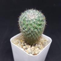 ราคา กระบองเพชร แมมฮาเนียน่า แมมแม่เฒ่า (1553918276)