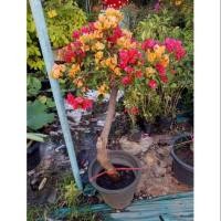 ราคา #ต้นเฟื้องฟ้า3สี #เฟื้องฟ้าประดับตบแต่ง (7316660399)