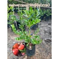 ราคา ต้นมะม่วงหาวมะนาวโห่ญี่ปุ่น (หวาน) ต้นมะนาวโห่หวานญี่ปุ่น ผลใหญ่กว่าพันธุ์ไทย รสชาติหวาน (40802057068)