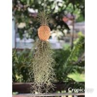 ราคา โมบายเครื่องจักรสานไม้ไผ่จิ๋ว ลายโคมไฟและงอบ แขวนลวด ต้นทิลแลนเซียห้อยหนวดฤาษี เคราฤาษี (4106817317)