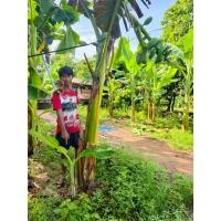 ราคา หน่อกล้วยเทพพนมขุดสด169 (44321250455)