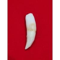 ราคา เขี้ยวเสือของแท้หายาก (27844233825)