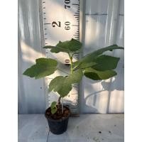 ราคา มะเดื่อฝรั่ง Fig พันธุ์ Eastern Brown Turkey (26584400043)