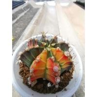 ราคา Gymnocalycium mihanovichii, ยิมโนด่างสีสวย (10015522604)