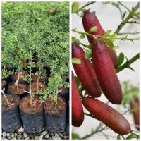 ราคา ต้นมะนาวนิ้วมือ มะนาวคาเวียร์ ขนาด 40-50 cm ต้นเสียบยอด (25994536336)