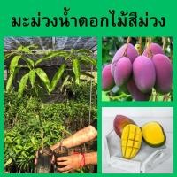ราคา ต้นมะม่วงน้ำดอกไม้สีม่วง ต้นเสียบยอด ผลมีสีม่วงสวยงาม ความสูง 45-50 ซม.(1 ต้น) (22059398358)