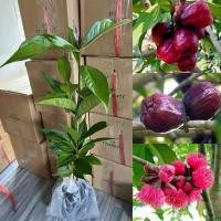 ราคา ต้นชมพู่มะเหมี่ยว 1ต้น (28651667903)