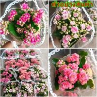 ราคา (1ต้น) กระถาง 6-8 นิ้ว ดอก ต้น กุหลาบหินฮอลแลนด์ ต้นกุหลาบหินฮอลแลนด์ กุหลาบหิน ฮอลแลนด์ ต้นกุหลาบหิน สี ชมพู โอรส (13727848704)