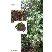 ราคา พริกไทยดำ เมล็ดพันธุ์พริกไทยดำ เมล็ดพันธุ์ต้นพริกไทยดำ ต้นพริกไทยดำ 50 เมล็ด (3575942911)