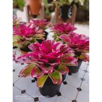 ราคา สับปะรดสี นีโอMoradoฟอร์มกลม (12296579916)