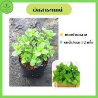 ราคา ต้นผักสาระแหน่ พร้อมปลูก 3 ถุง 100บาท คละกันได้ ในถุงดำ 5 นิ้ว (19311898549)