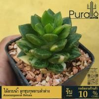 ราคา ต้นไม้อวบน้ำ กุหลาบหิน ลูกชุบกุหลาบดำ Anacampseros Retusa #succulent #ลูกชุบ (27383946416)
