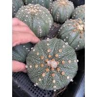 ราคา แอสโตรไฟตั้ม แอสทีเรียส ไม้เมล็ด(astrophytum asterias)ต้นใหญ่ (10719639305)