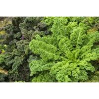 ราคา ต้นพันธุ์ เคลหยิก เคลหยิกเขียว kale พร้อมปลูกในถุงดำ 29 บาท เคลเขียว superfood (26824877534)