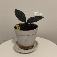 ราคา กวักมรกตใบดำ กวักนิล Zamioculcas zamifolia (ZZ Black Raven) (4556976779)