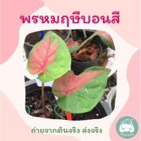 ราคา พรหมฤาษีบอนสี บอนเก่าไม้หายากสวนบ้านครู (12451917745)